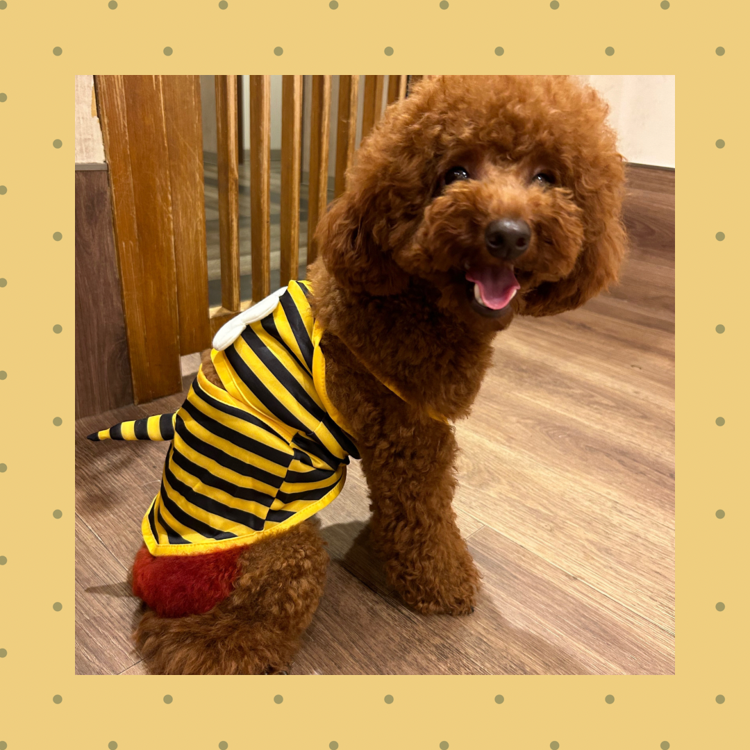 SALE    POP SUMMER水着