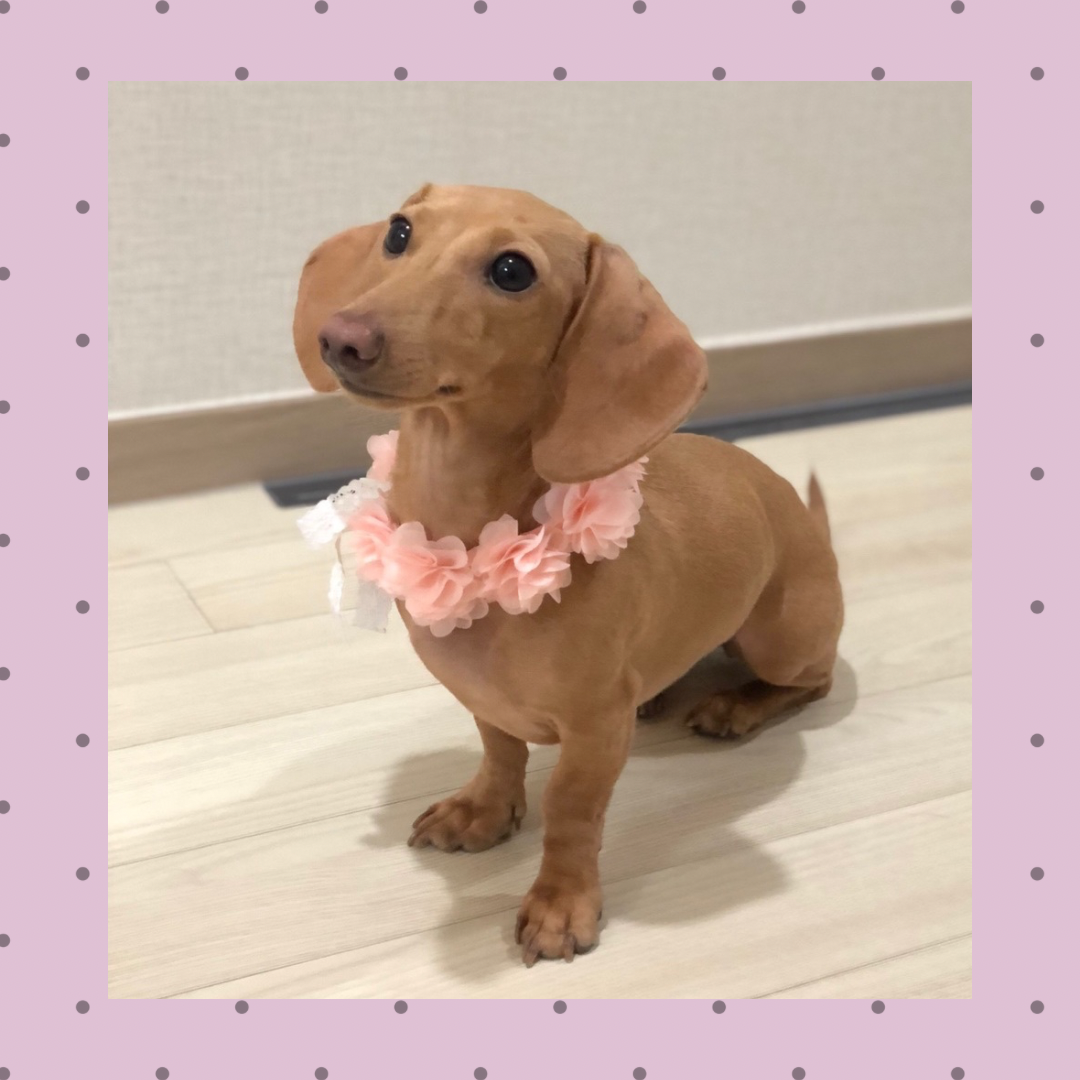 フラワーアクセサリー