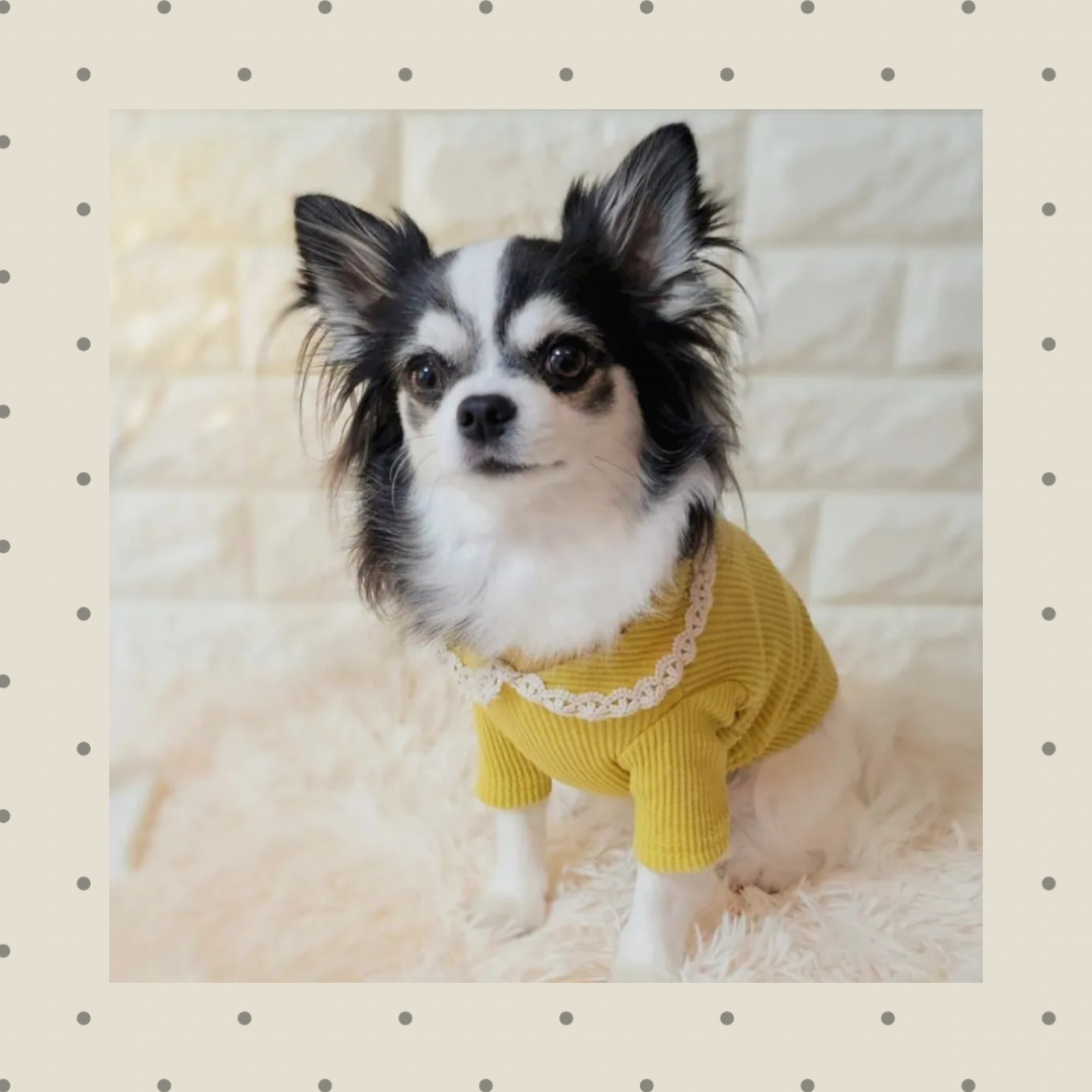 SALEフリル襟付きTシャツ※